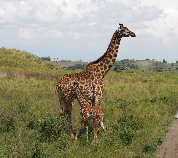 Video – Safari in Tansania Teil 1