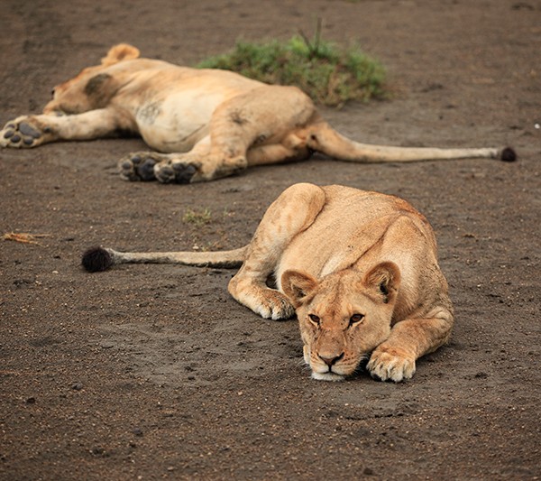 Safari in Tansania
