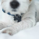 PETS – Nie wieder ohne Hund