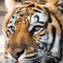 Felida – Big Cat Center