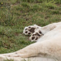 Lionsrock – a place for big cats