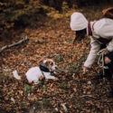 a walk in the woods